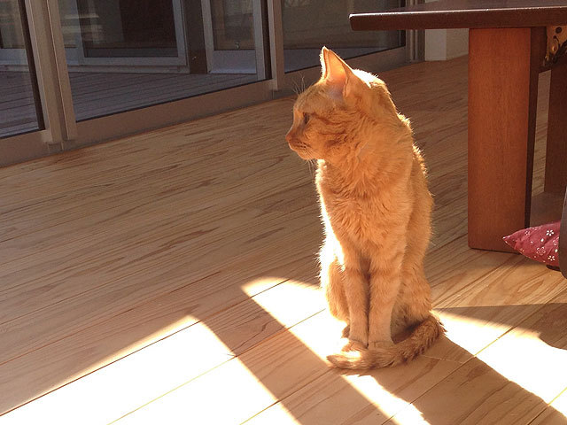猫 にゃん太 猫 にゃん太