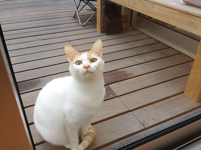 猫 ギズモ 猫 ギズモ