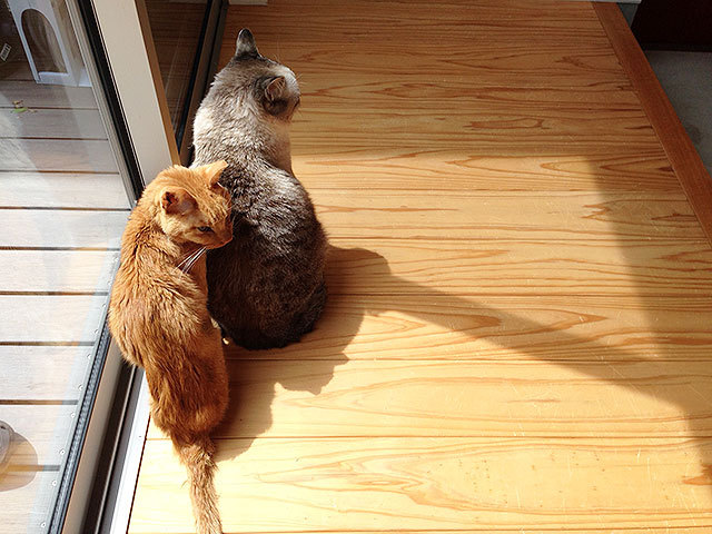 猫 にゃん太 グレコ 猫 にゃん太 グレコ