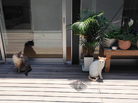 にゃん太くんが天に召された翌日