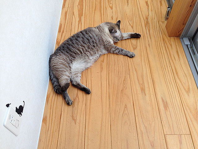 グレコ・ローマンスタイルくん 猫 mix グレコ・ローマンスタイルくん 猫 mix