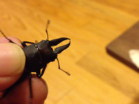 「クワガタムシ」という呼び方