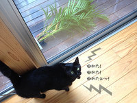 ブルーシートバタバタ