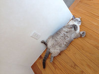 猫のダイエット