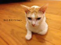 本物 or リプロダクト お金がいくらあっても足りない