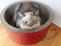 トトロの猫バスみたいに四角いのです