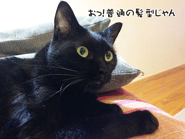 クゥ 黒猫 ソファ クゥ 黒猫 ソファ