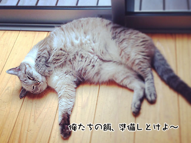グレコ・ローマンスタイルくん 猫 mix グレコ・ローマンスタイルくん 猫 mix