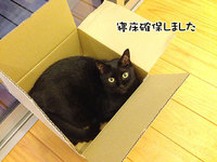 通販大好き！ 猫、段ボール大好き！