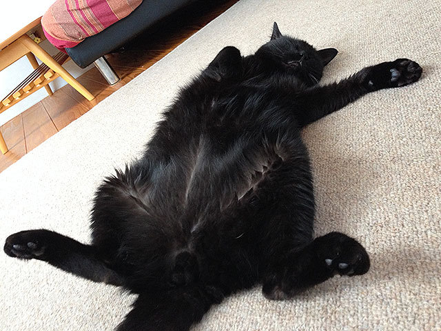 クゥ 黒猫 クゥ 黒猫