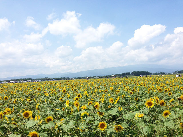 高鍋町持田 ヒマワリ 2014年 高鍋町持田 ヒマワリ 2014年
