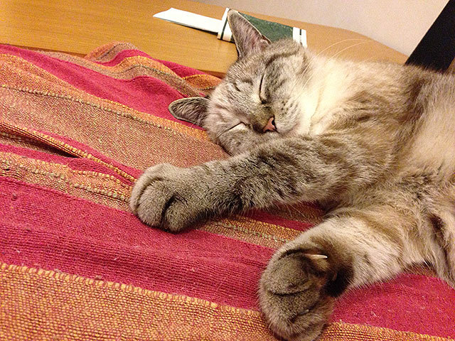 グレコ・ローマンスタイルくん 猫 mix グレコ・ローマンスタイルくん 猫 mix