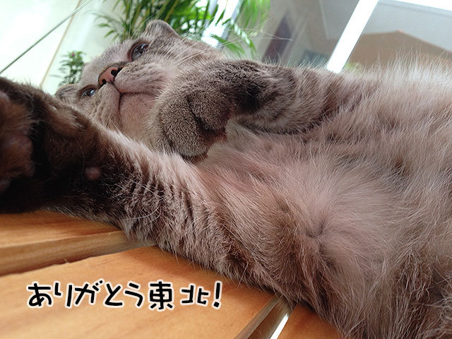 グレコ・ローマンスタイルくん 猫 mix グレコ・ローマンスタイルくん 猫 mix