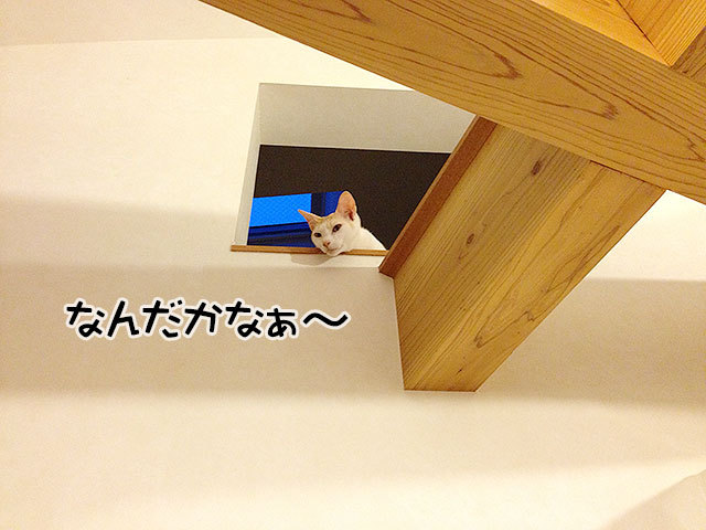 ギズモちゃん 白mix ギズモちゃん 白mix
