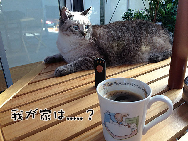 グレコ・ローマンスタイルくん 猫 mix 中庭 グレコ・ローマンスタイルくん 猫 mix 中庭