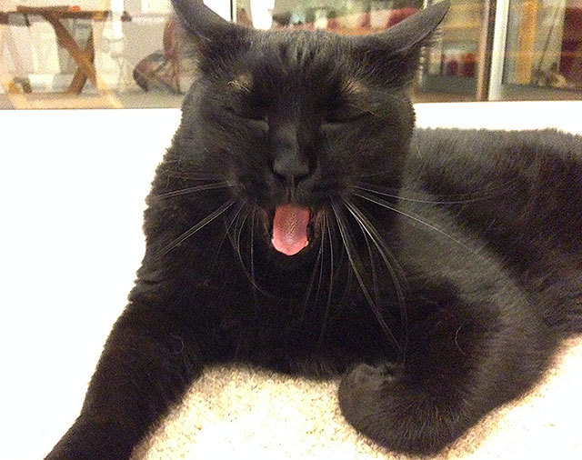 クゥ 黒猫 クゥ 黒猫