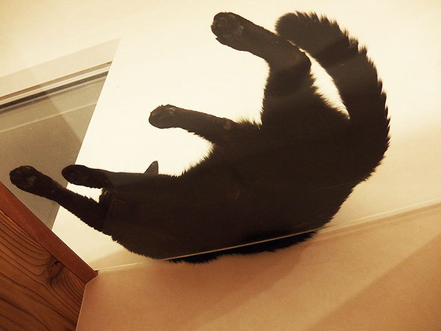 クゥ 黒猫 アクリル板 クゥ 黒猫 アクリル板