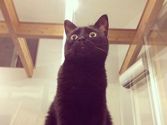 クゥ 黒猫 クゥ 黒猫