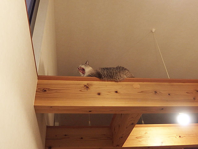グレコ・ローマンスタイルくん 猫 mix 梁 キャットウォーク グレコ・ローマンスタイルくん 猫 mix 梁 キャットウォーク