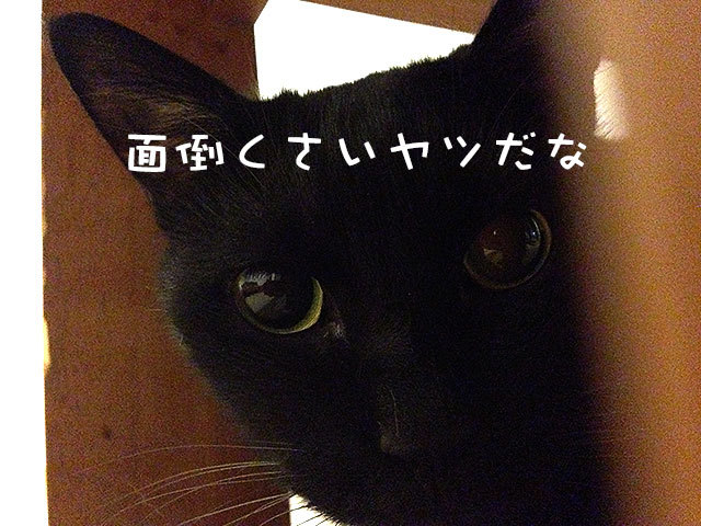 クゥ 黒猫 クゥ 黒猫