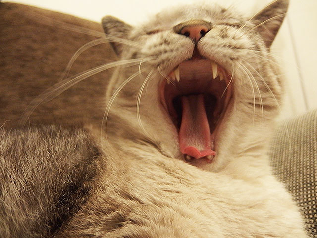グレコ・ローマンスタイルくん 猫 mix あくび グレコ・ローマンスタイルくん 猫 mix あくび