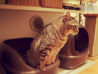 猫トイレの場所や掃除回数、みなさんどんな感じ？