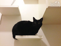 てめぇ～！ それ以上近づくなって時は「シャーッ！」＆「猫パンチ」