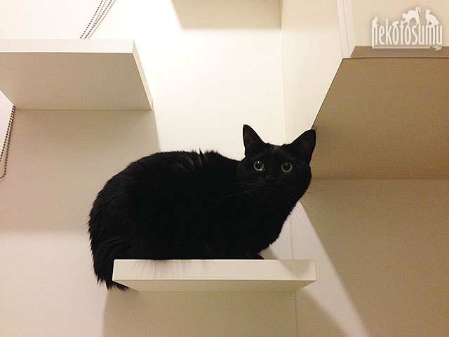 クゥ　黒猫　洗面所　猫階段