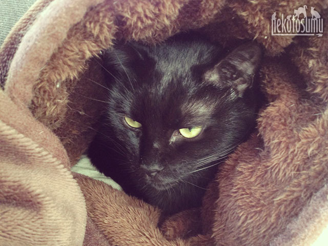 クゥ ベッドにもぐる 黒猫 クゥ ベッドにもぐる 黒猫