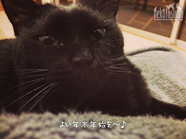 クゥ 黒猫 クゥ 黒猫