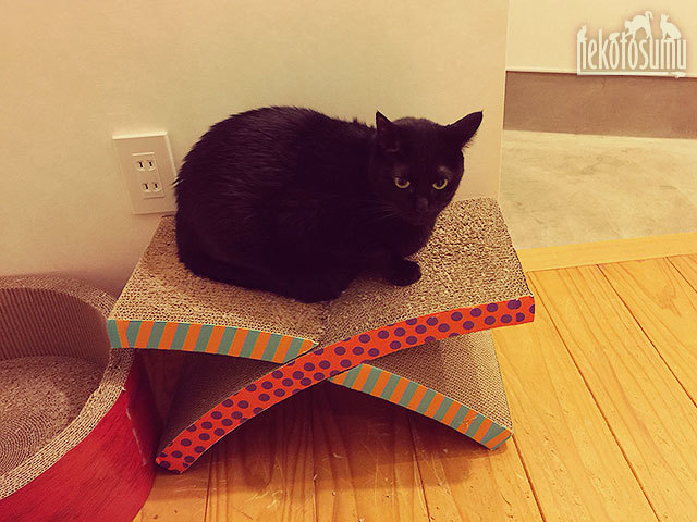 黒猫 クゥ 黒猫 クゥ