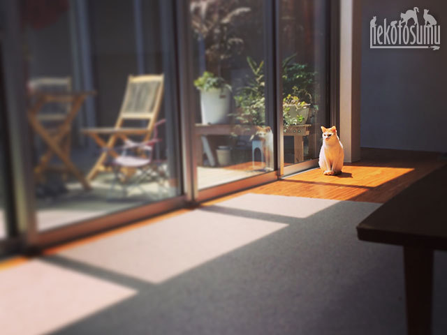 ギズモと中庭 ギズモと中庭