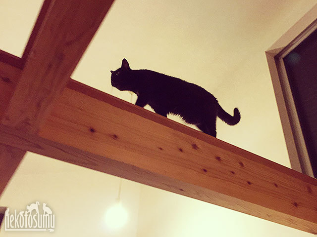 キャットォークをスタスタ歩くクゥ先生 キャットォークをスタスタ歩くクゥ先生