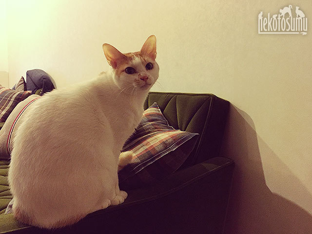呼んでないけど、呼ばれた風なギズモちゃん 呼んでないけど、呼ばれた風なギズモちゃん
