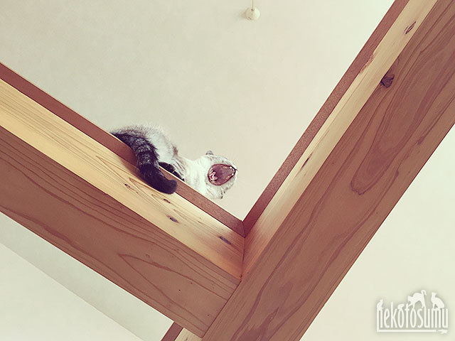 キャットォークで雄たけび!のグレコ・ローマンスタイル君 キャットォークで雄たけび!のグレコ・ローマンスタイル君