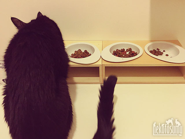 iCatの食器台とフードボウルとクゥちゃん iCatの食器台とフードボウルとクゥちゃん