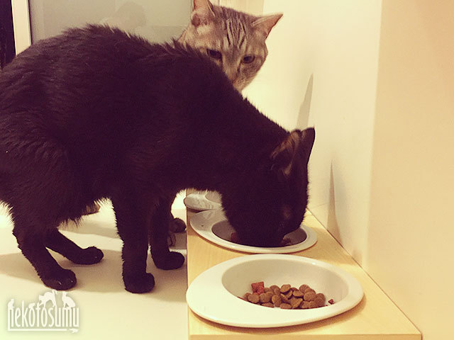iCatの食器台とフードボウルとクゥちゃんとサマンサ・サバタ君 iCatの食器台とフードボウルとクゥちゃんとサマンサ・サバタ君