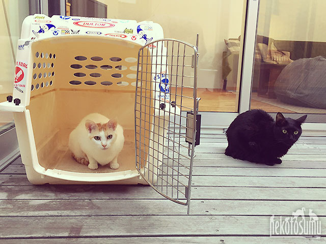 あ、それは、ワンコの部屋だよ:ギズモちゃんとクゥちゃん、中庭より あ、それは、ワンコの部屋だよ:ギズモちゃんとクゥちゃん、中庭より