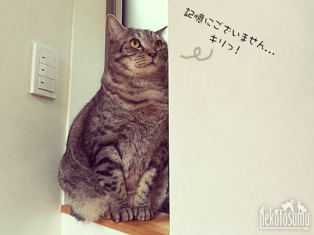 記憶にございません的なサマンサ・サバタ君 記憶にございません的なサマンサ・サバタ君