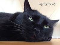 猫はオナラをするのか？