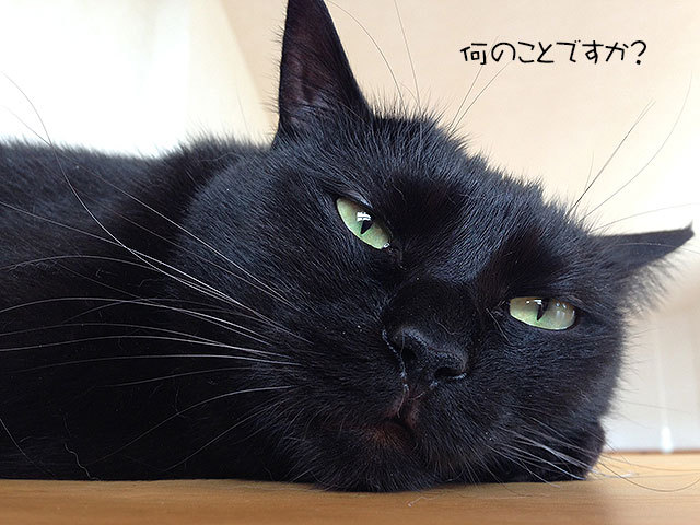 クゥ 猫 黒猫 クゥ 猫 黒猫
