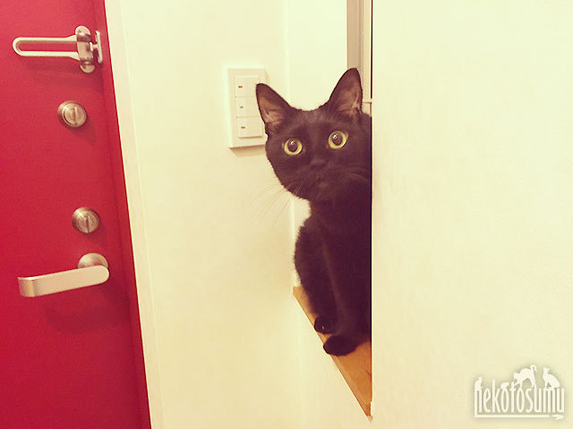 クゥちゃん、安らかに クゥちゃん、安らかに