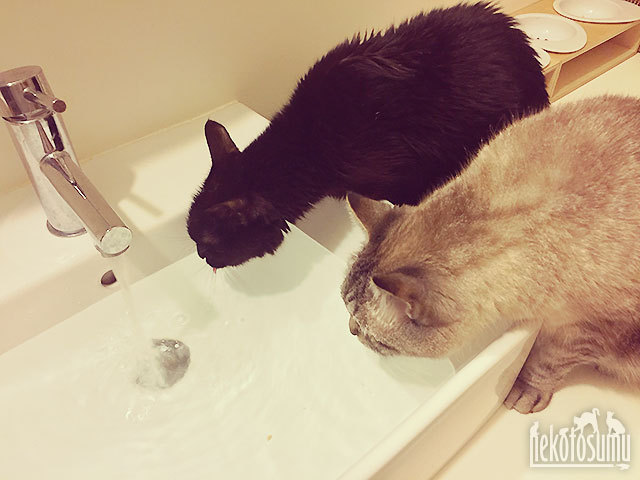 クゥちゃん、グレちゃんと仲良く洗面器で水を飲む クゥちゃん、グレちゃんと仲良く洗面器で水を飲む