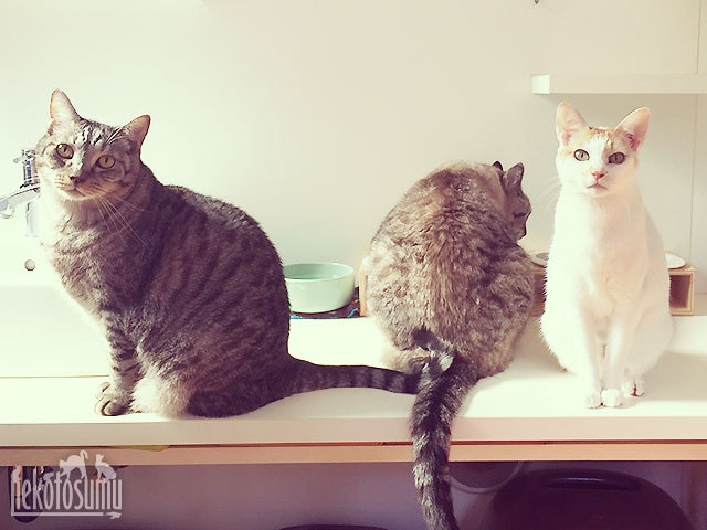 洗面所でそろい踏みの、にゃんず 洗面所でそろい踏みの、にゃんず