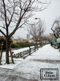 福岡も雪です