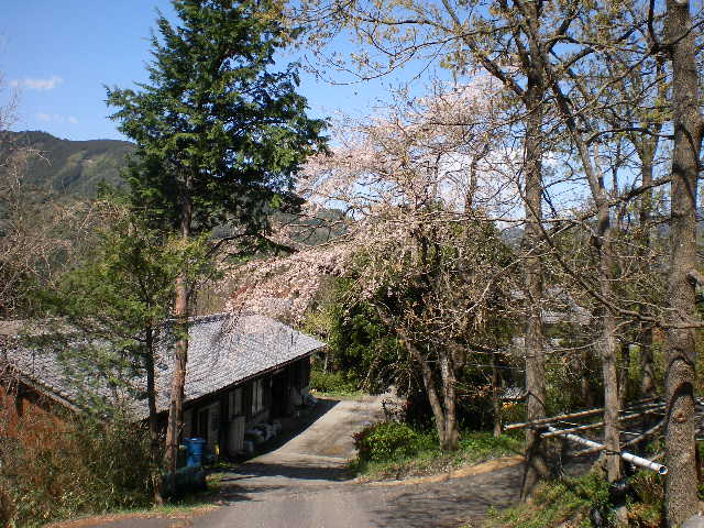 春の亀茶