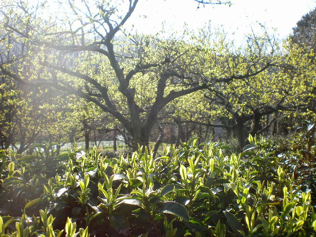 春の亀茶