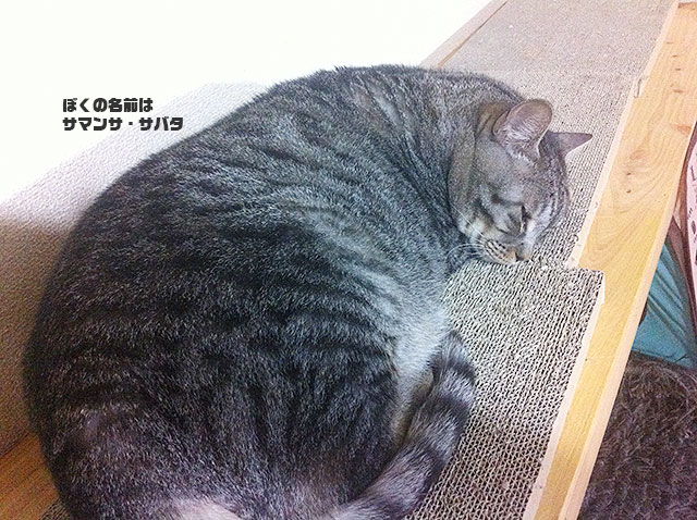 サバちゃん