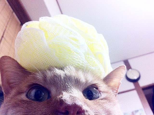 にゃん太