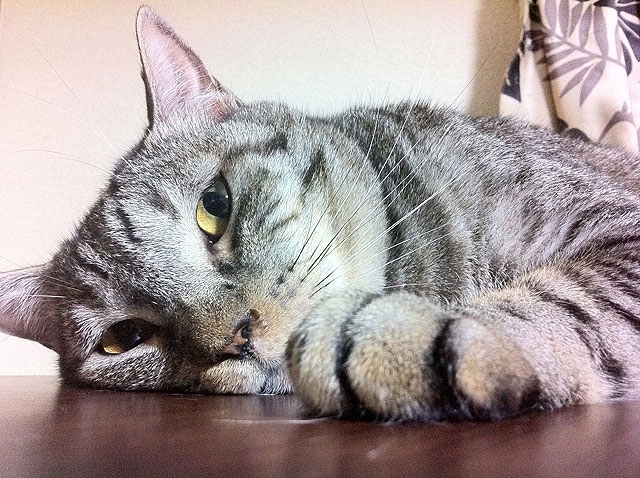 猫